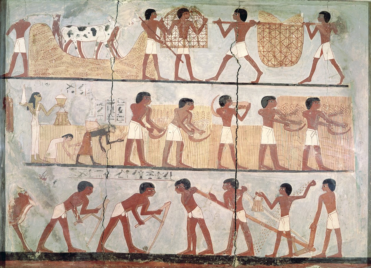 Scener med såning og høst, fra Unsou-graven, East Theben, New Kingdom (ca. 1555-1080 f.Kr.) (pigment på ler) af Egyptian 18th Dynasty