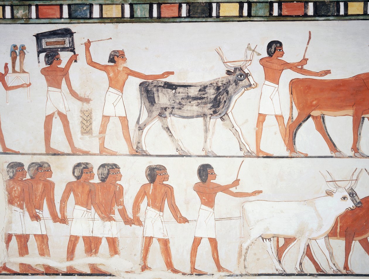 Hyrder og kvæg, fresko, sydvæg, langsgående kammer, Theban Tomb TT69, Sheikh Abd el-Qurna, Theben (Unesco