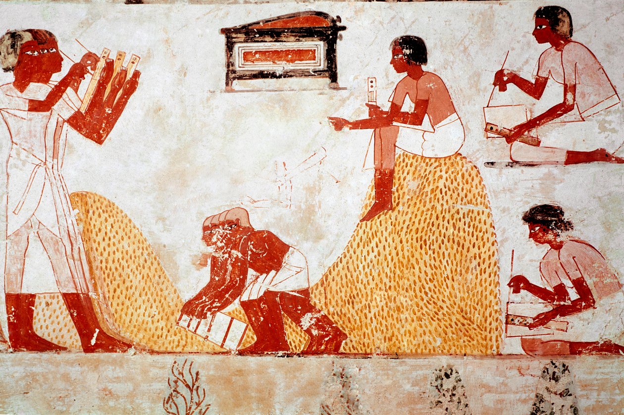 Tomb of Menna: Landbrugsscene: samler korn overvåget af en skriver, der registrerer høsten (fresko) af Egyptian 18th Dynasty