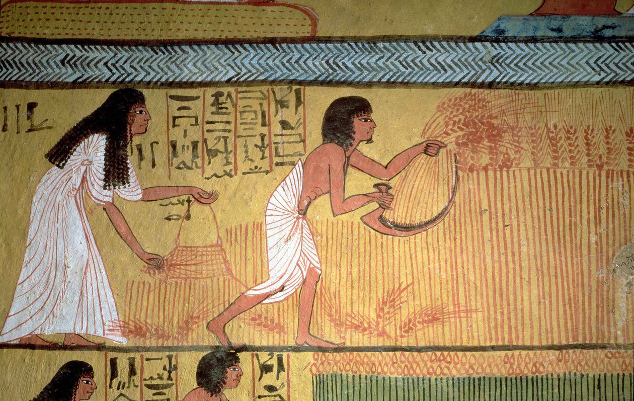 Detalje af en høstscene på østmuren fra Sennedjems grav, The Workers" Village, New Kingdom af Egyptian 19th Dynasty