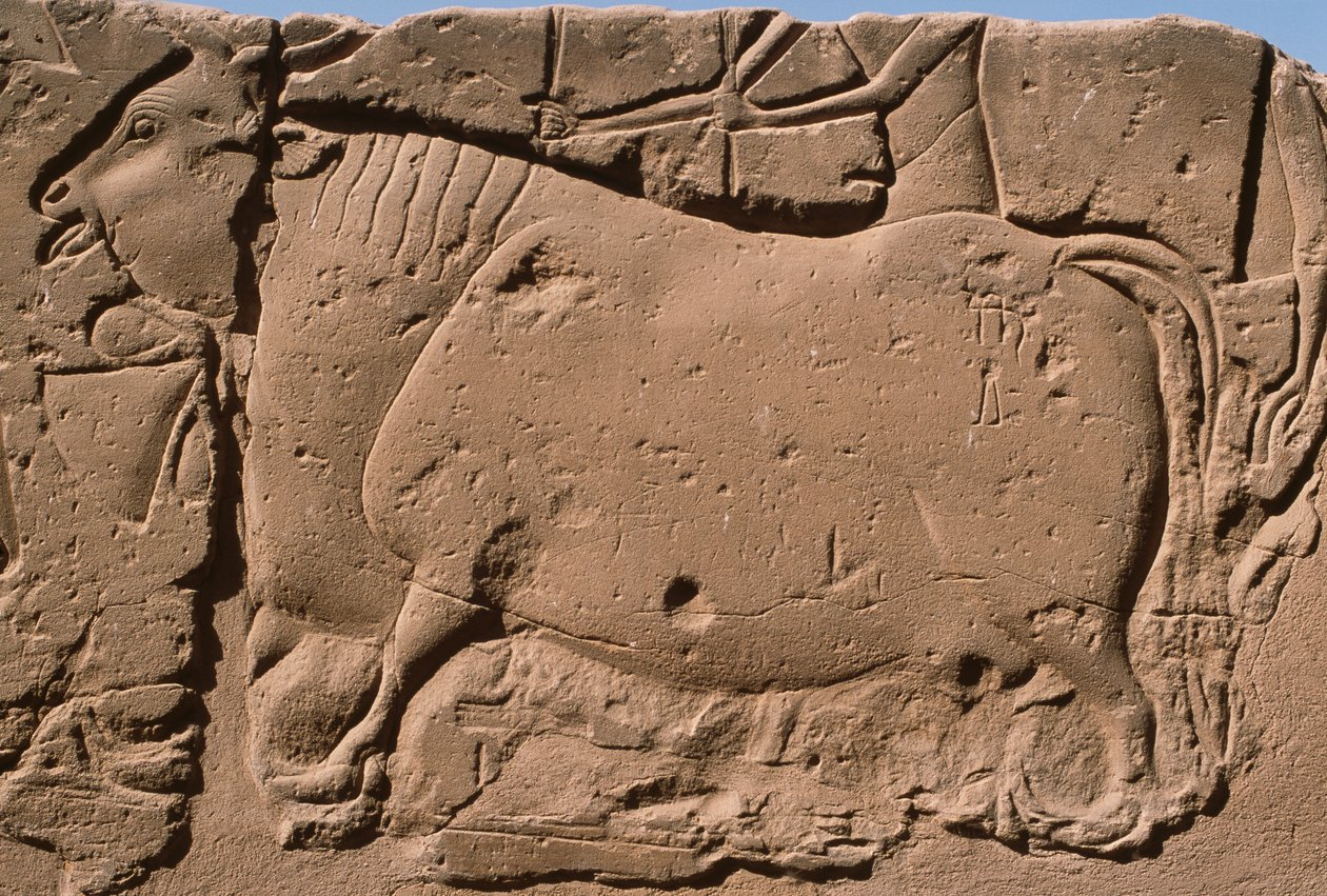 Detalje af et relief, der forestiller en ko, Ramses II (1298-32 f.Kr.) gårdhave (kalksten) af Egyptian 19th Dynasty