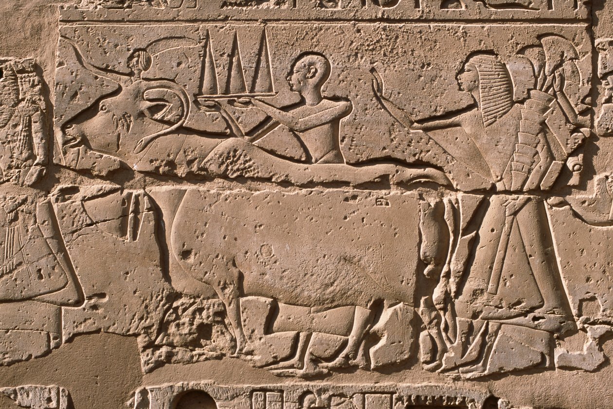 Detalje af et relief, der viser mænd, der fører en ko, Ramses II (1298-32 f.Kr.) gårdhave (kalksten) af Egyptian 19th Dynasty