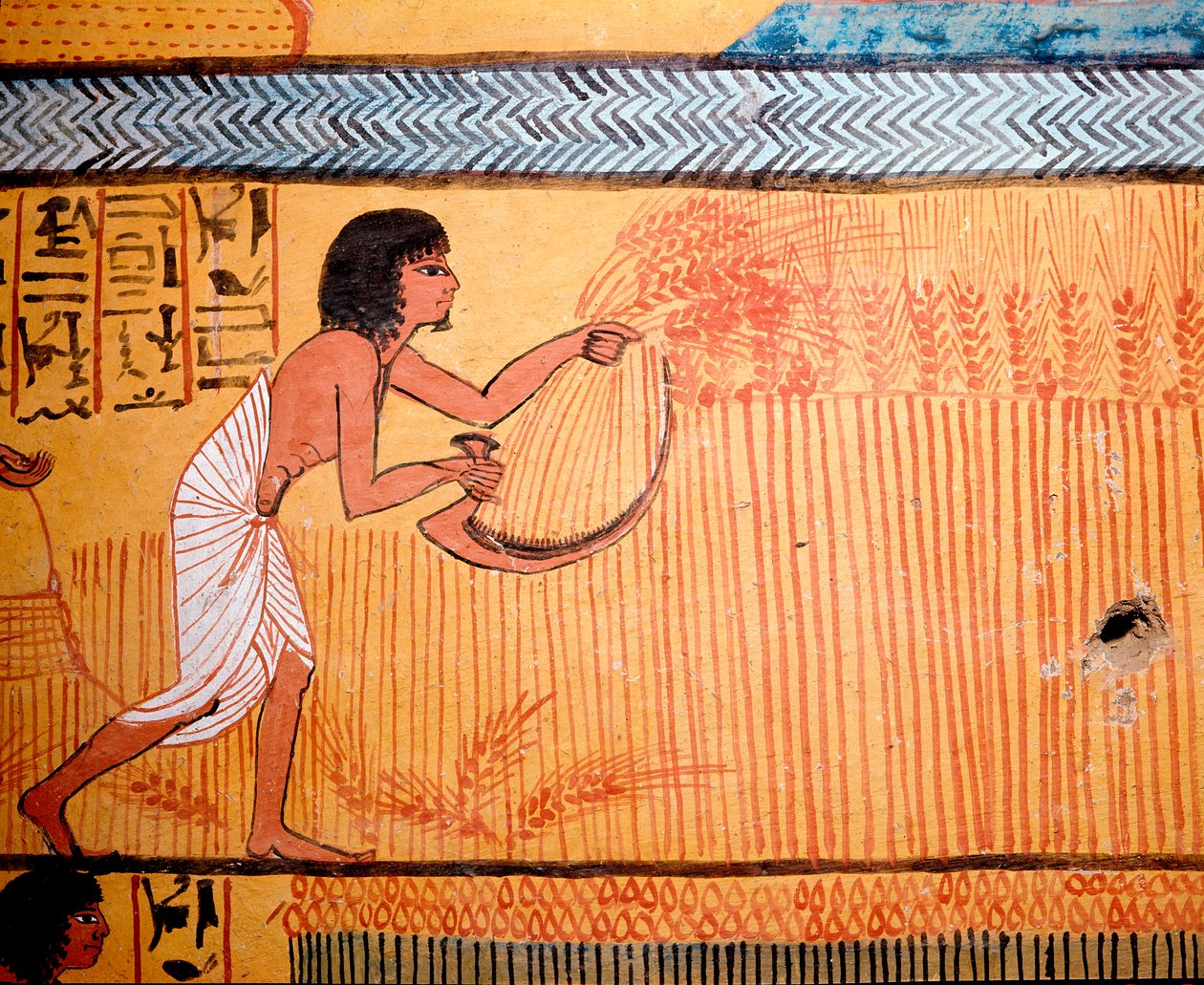 Egyptisk kunst: Senenmuts grav. Den afdøde slår hveden på de helliges mark. En falsk bruges til at skære hvedeepien for at genvinde kornet. 19. dynasti af Egyptian 19th Dynasty