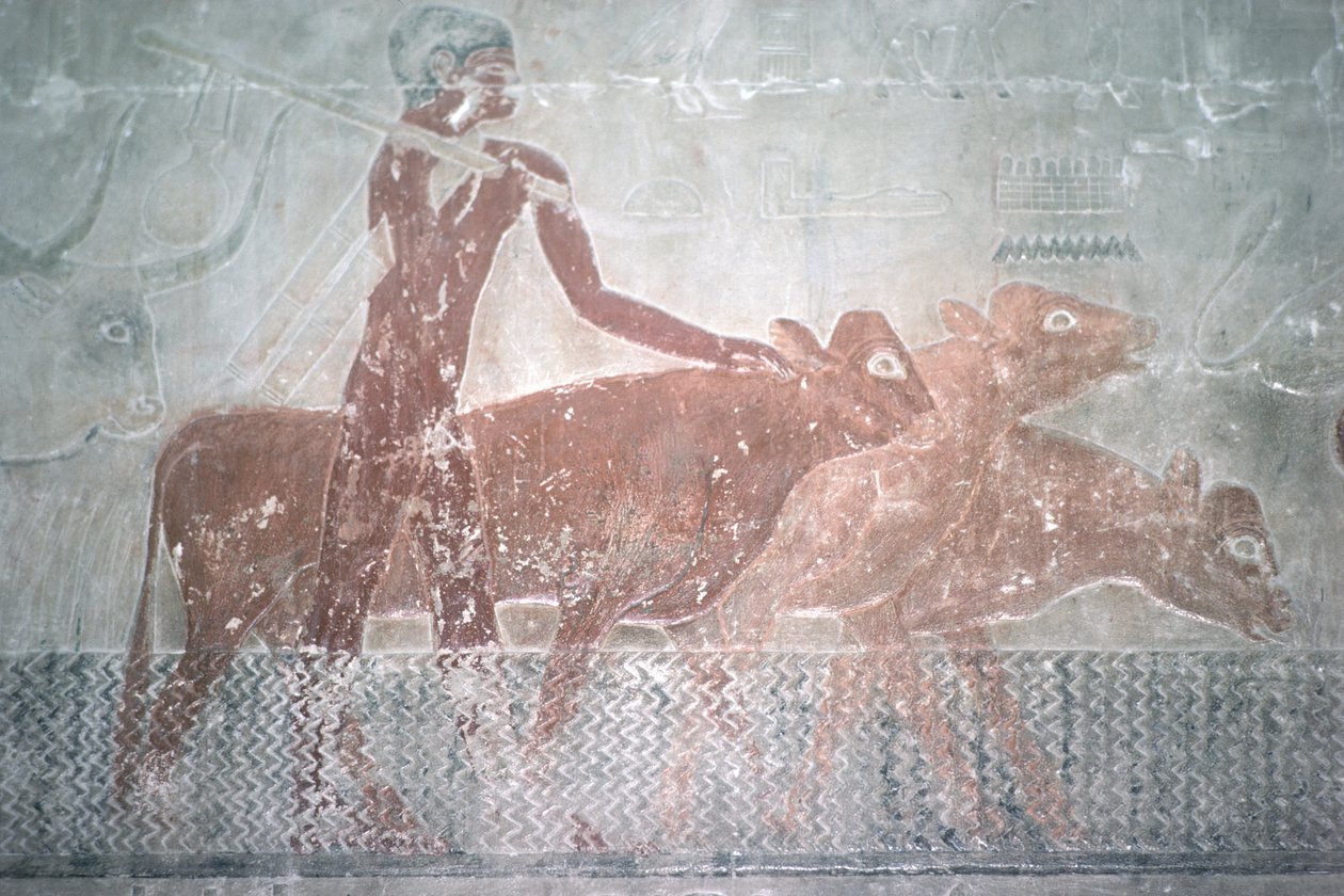 Kvæg, der vade en kanal i Mastaba Chapel of Ti, Old Kingdom (vægmaleri) af Egyptian 5th Dynasty