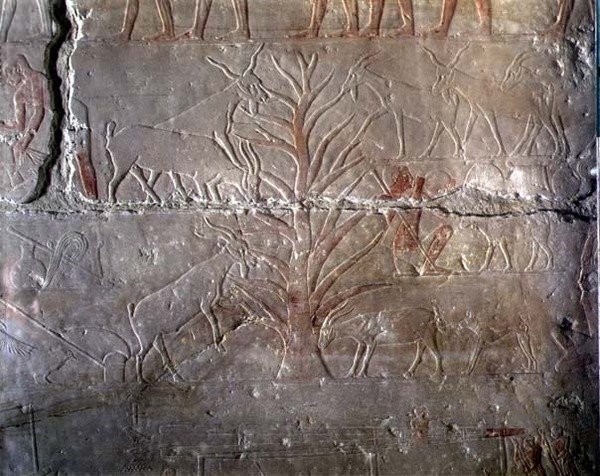 Geder spiser en busk, relief fra Mastaba af Akhethotep ved Saqqara, Old Kingdom (malet kalksten) af Egyptian 5th Dynasty