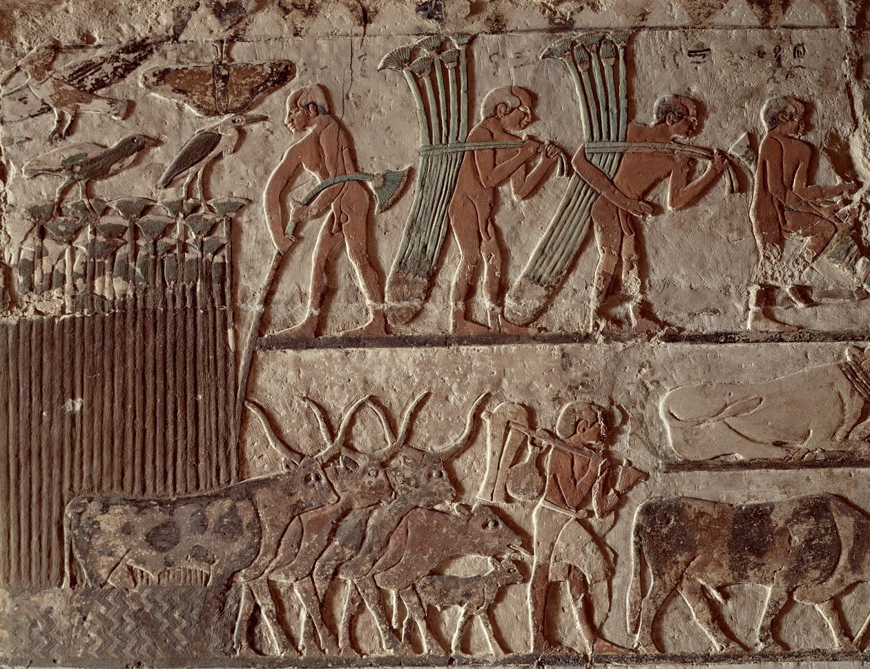 Høst af papyrus og en gruppe køer, Old Kingdom (vægmaleri) af Egyptian 5th Dynasty