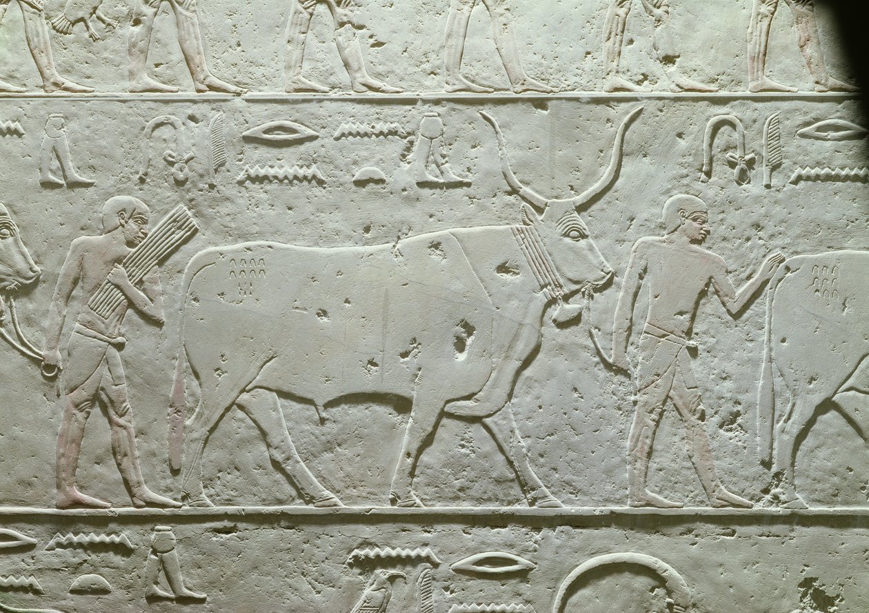 Hyrde leder en tyr, detalje fra Mastaba af Akhethotep, fra Saqqara, Old Kingdom, ca. 2500 f.Kr. (malet kalksten) af Egyptian 5th Dynasty