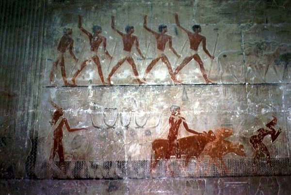 Mænd, der hyrde får og kvæg fra Mastaba Chapel of Ti, Old Kingdom (vægmaleri) af Egyptian 5th Dynasty
