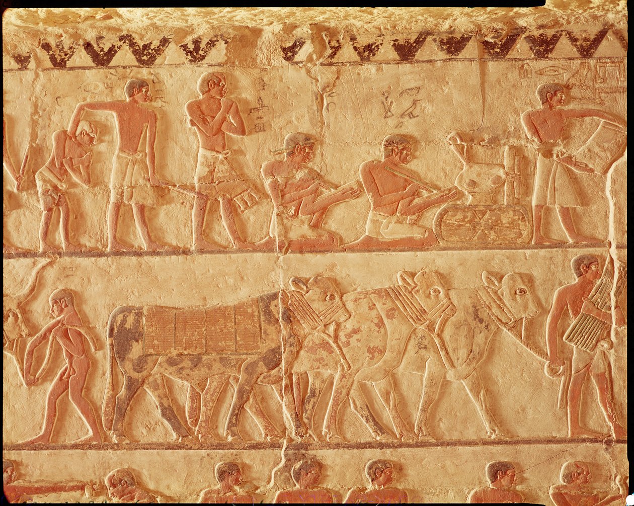 Malet relief, der viser bogføring af skatter og en gruppe kvæg, Old Kingdom (vægmaleri) af Egyptian 5th Dynasty