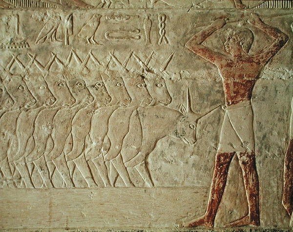 Relief, der viser en fører, der opmuntrer en gruppe kvæg, fra Mastaba of Mereruka, Old Kingdom (malet kalksten) af Egyptian 6th Dynasty Egyptian 6th Dynasty