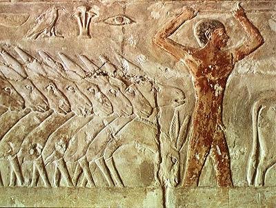 Troppe af æsler, fra Mastabaen i Mereruka, Det Gamle Rige (vægmaleri) af Egyptian 6th Dynasty Egyptian 6th Dynasty