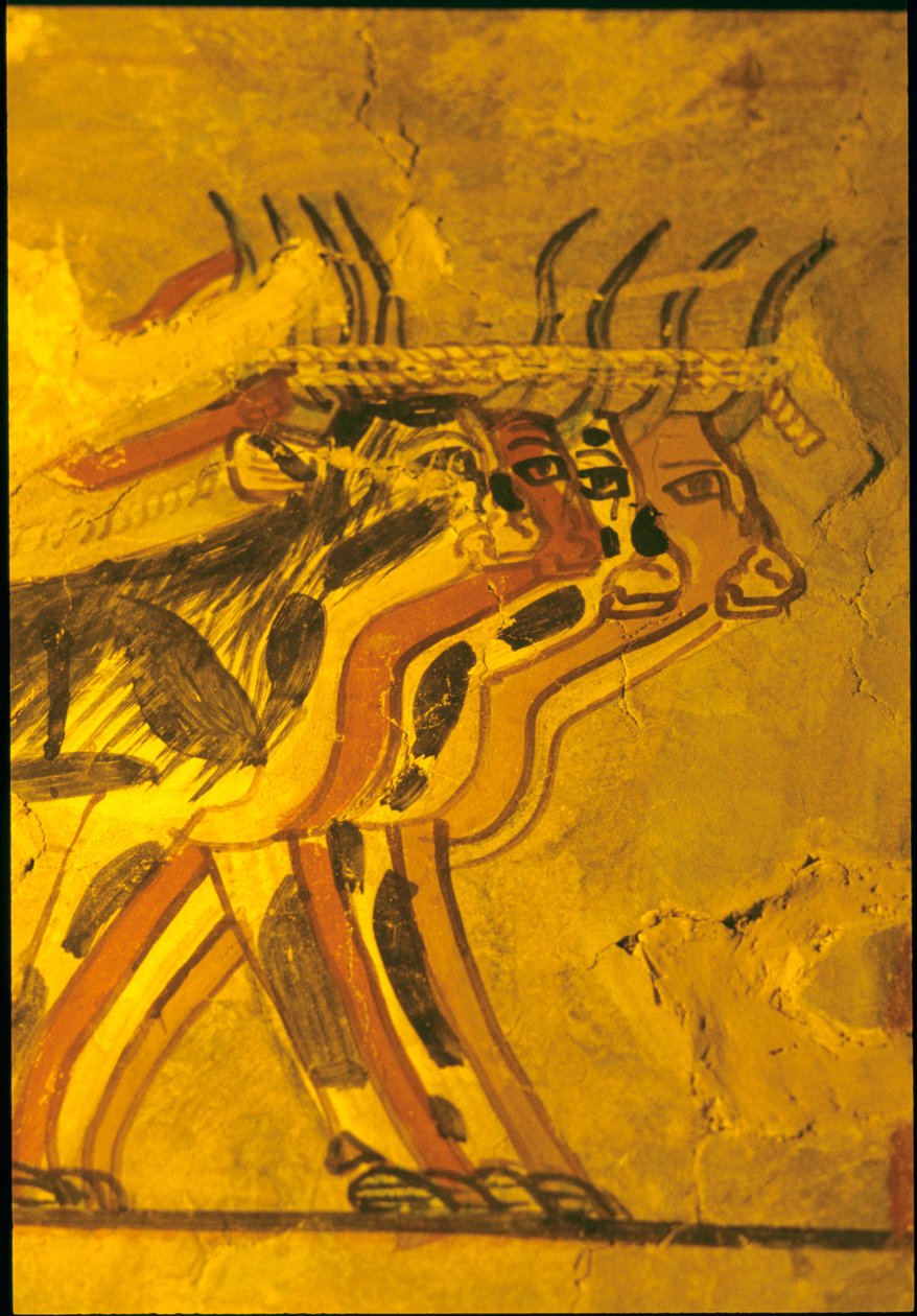 Det gamle Egypten, Vægmaleri, Sennufers grav, Adelens grav, Theben af Egyptian Egyptian