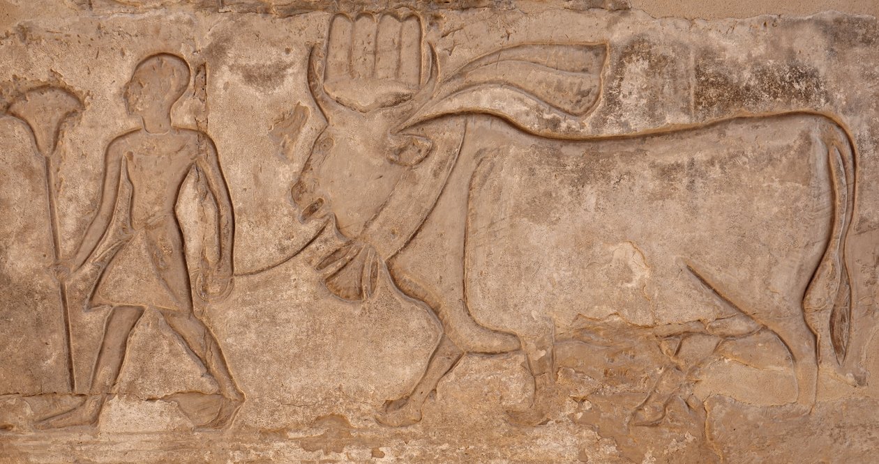 Mand trækker en ko, Horus-templet, Edfu af Egyptian Egyptian