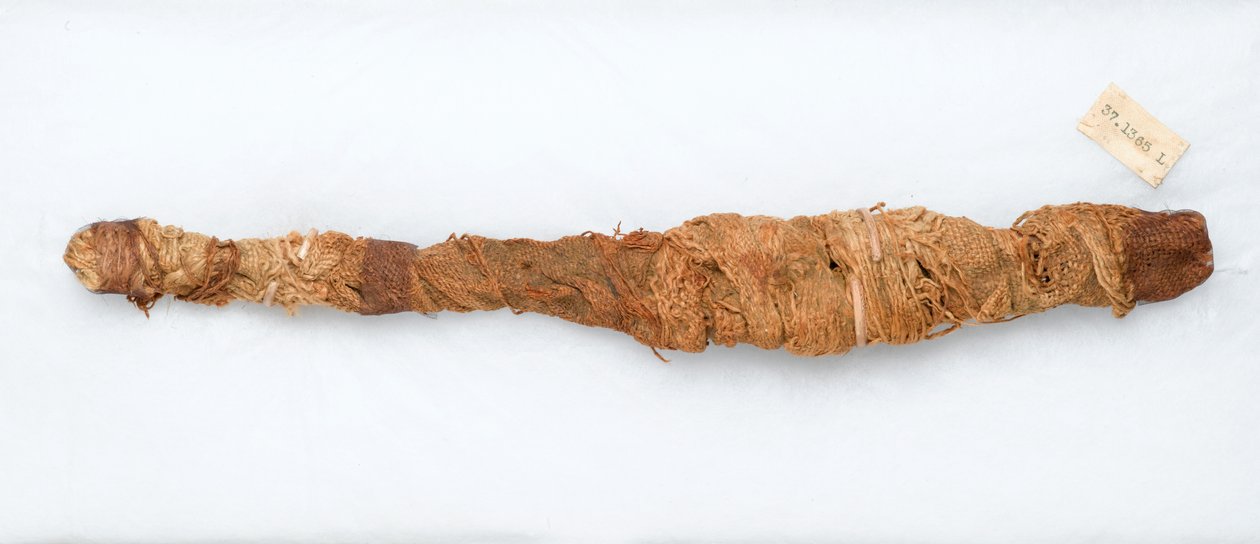 Mumie af en krokodille, fundet i Manfalont, 305-30 f.Kr. (dyrerester og ...