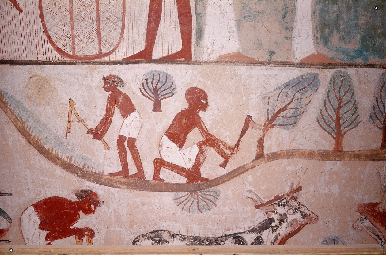 Landbrugsscene (slåning og træskæring), fra den skriftkloge Mennas grav, Egypten, Sheikh Abd el-Qurna, De Adliges Dal af Egyptian School