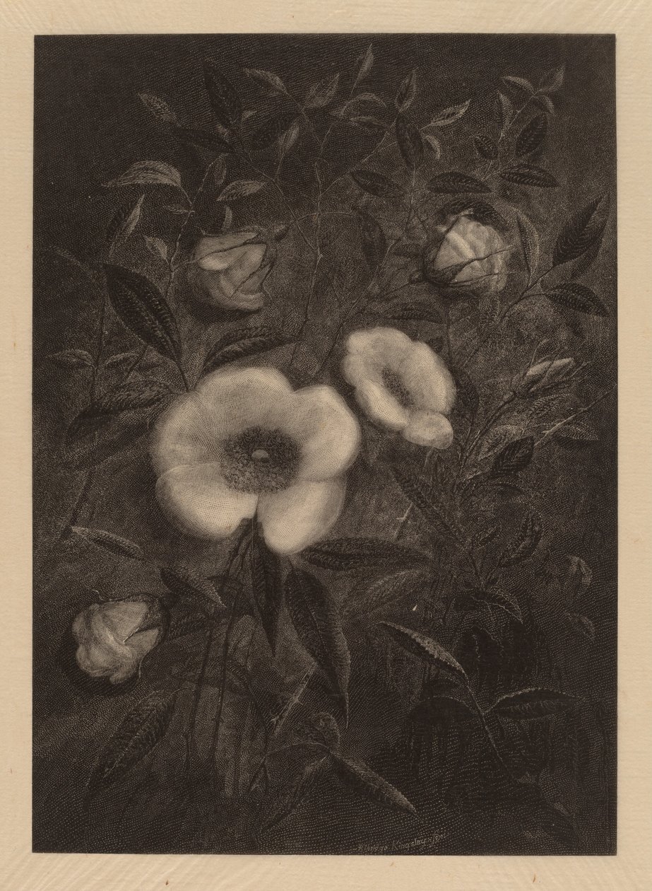 Vilde roser af Elbridge Kingsley