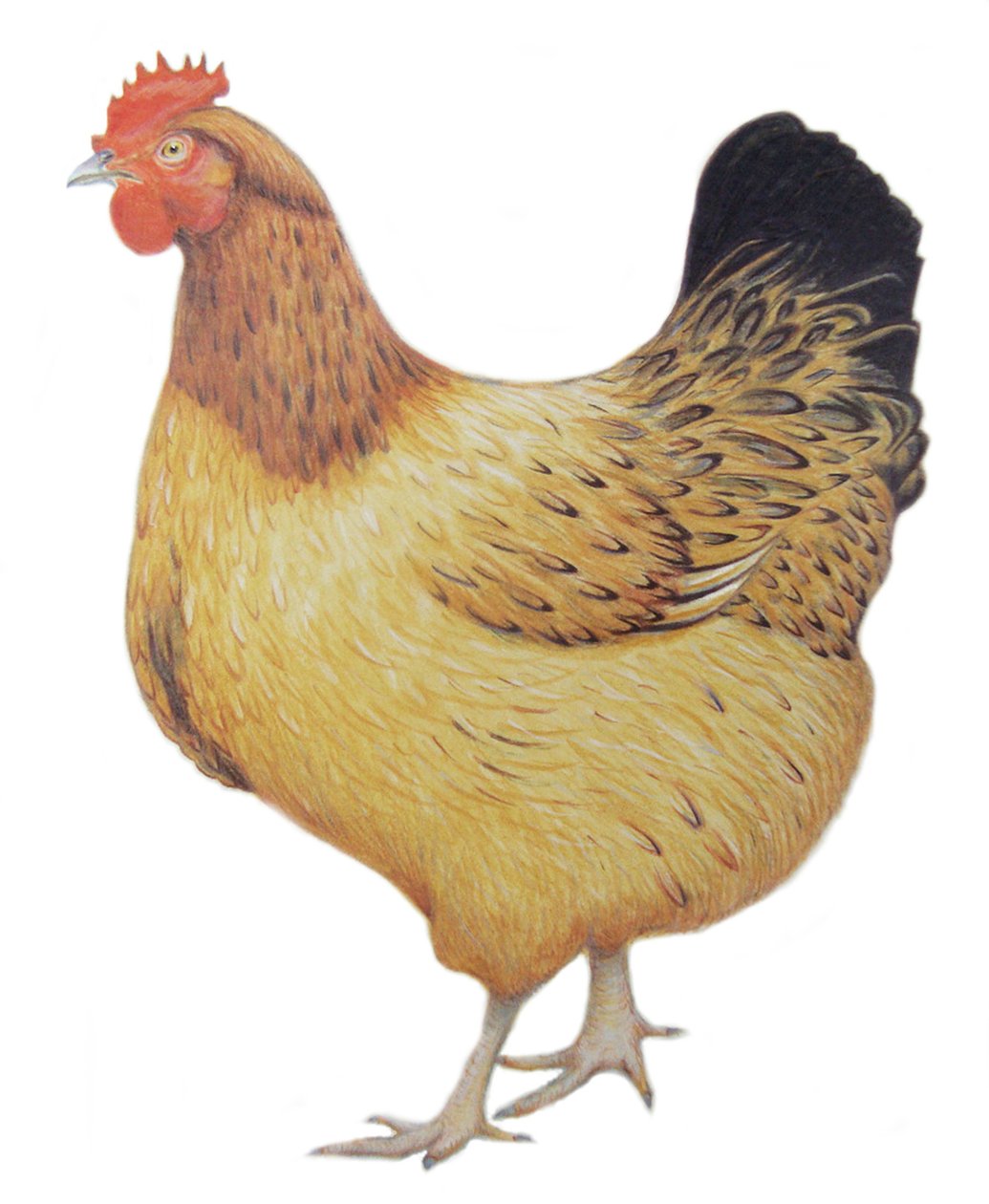 Chicken, 2012 (akvarel og blyant på papir) af Eleanor Grafton