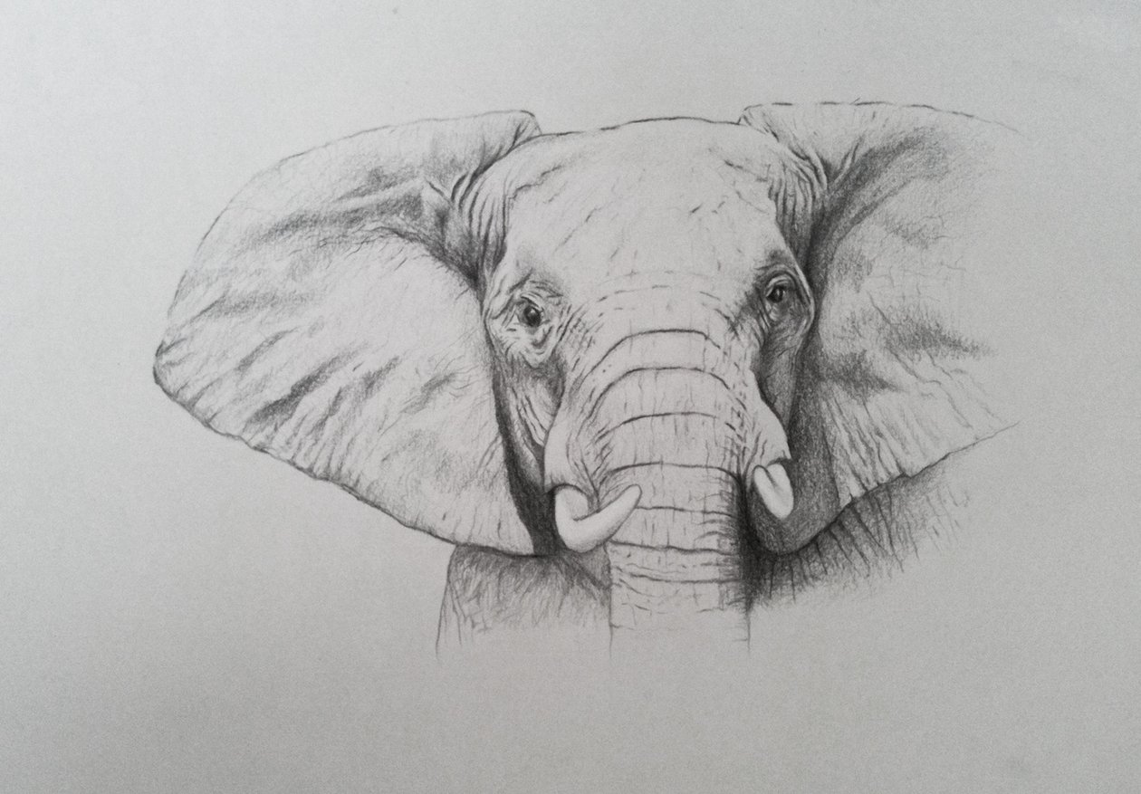 Elephant, 2011 (akvarel og blyant på papir) af Eleanor Grafton