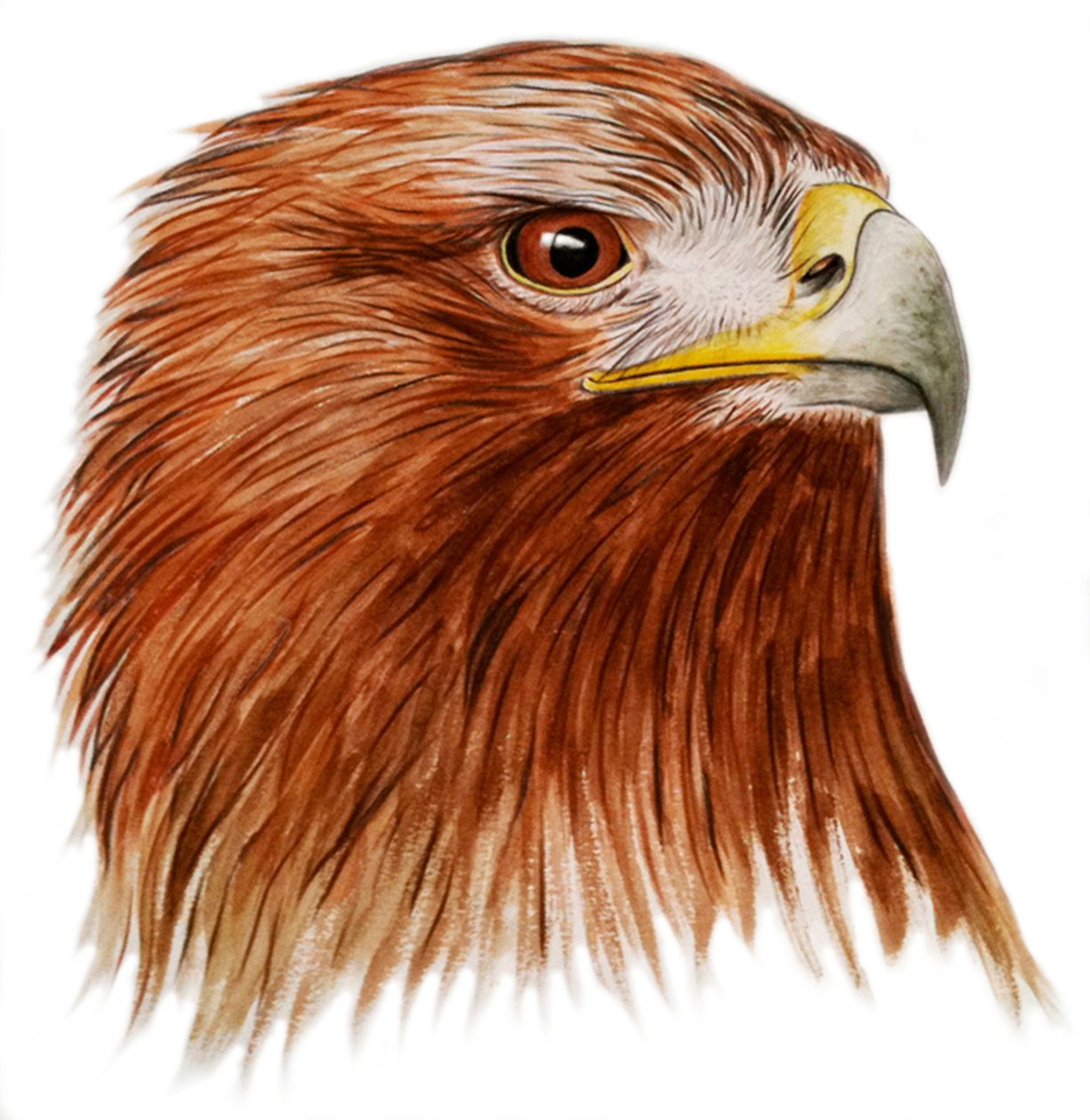 Golden Eagle, 2011 (akvarel og blyant) af Eleanor Grafton