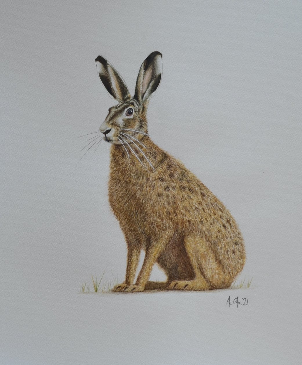 Hare, 2021 (akvarel) af Eleanor Grafton