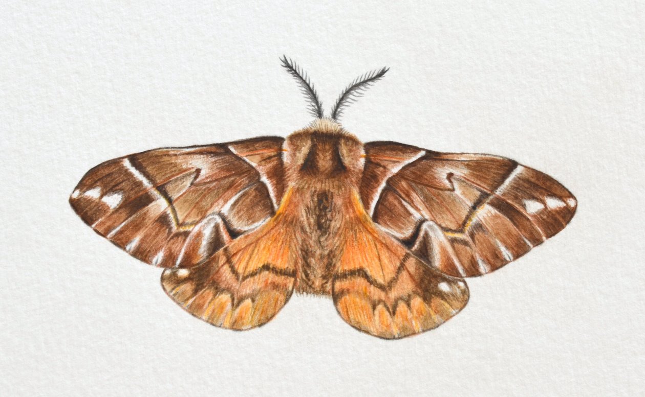 Kentish Glory Moth, 2023 af Eleanor Grafton
