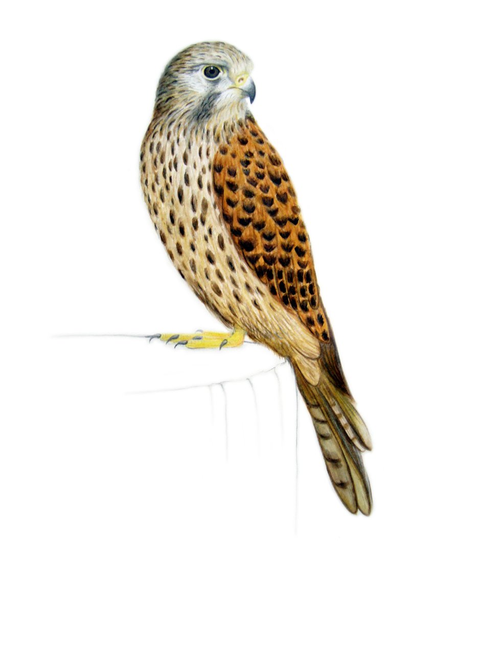 Kestrel, 2011 (akvarel og blyant) af Eleanor Grafton