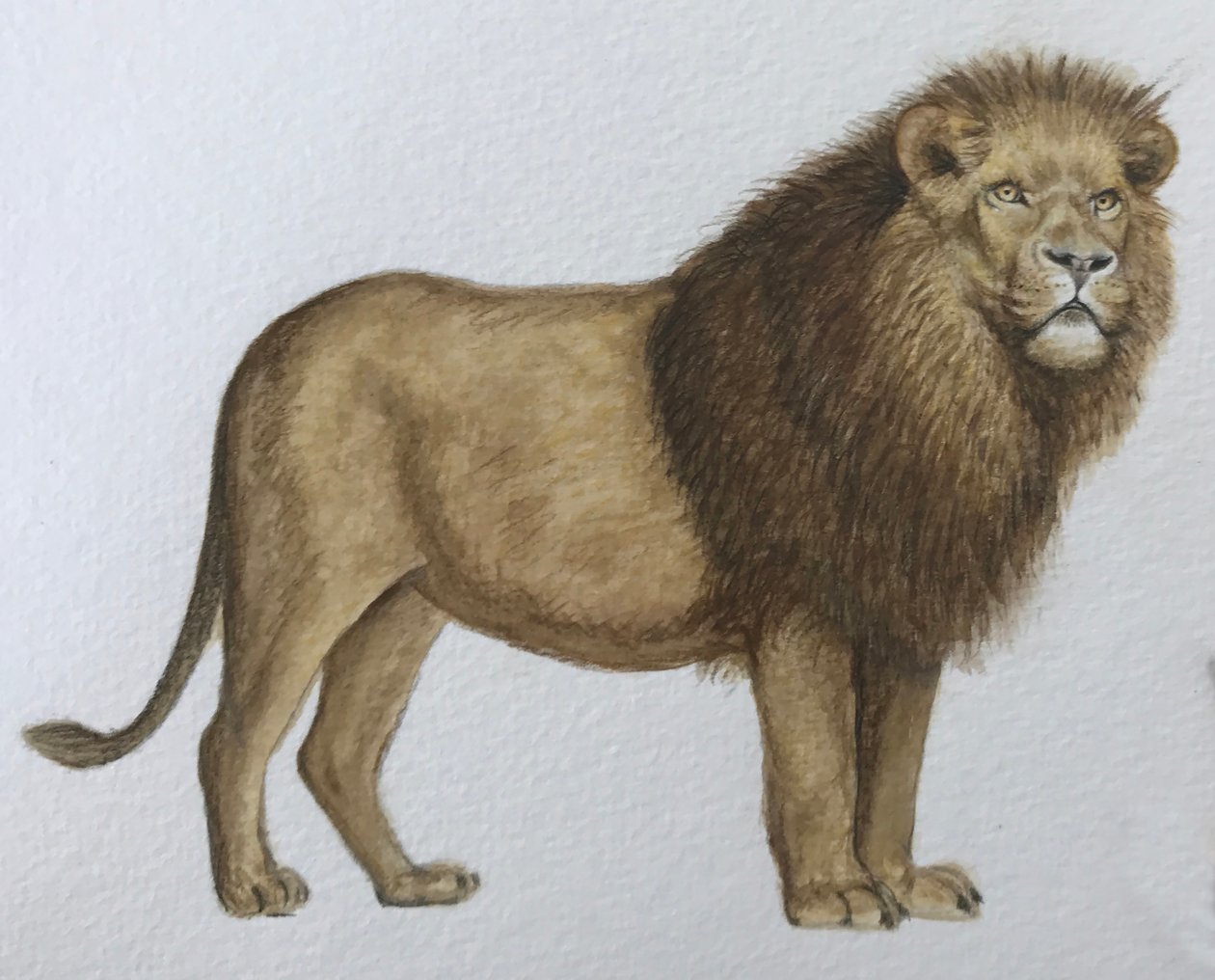 Lion, 2019 (akvarel og blyant) af Eleanor Grafton