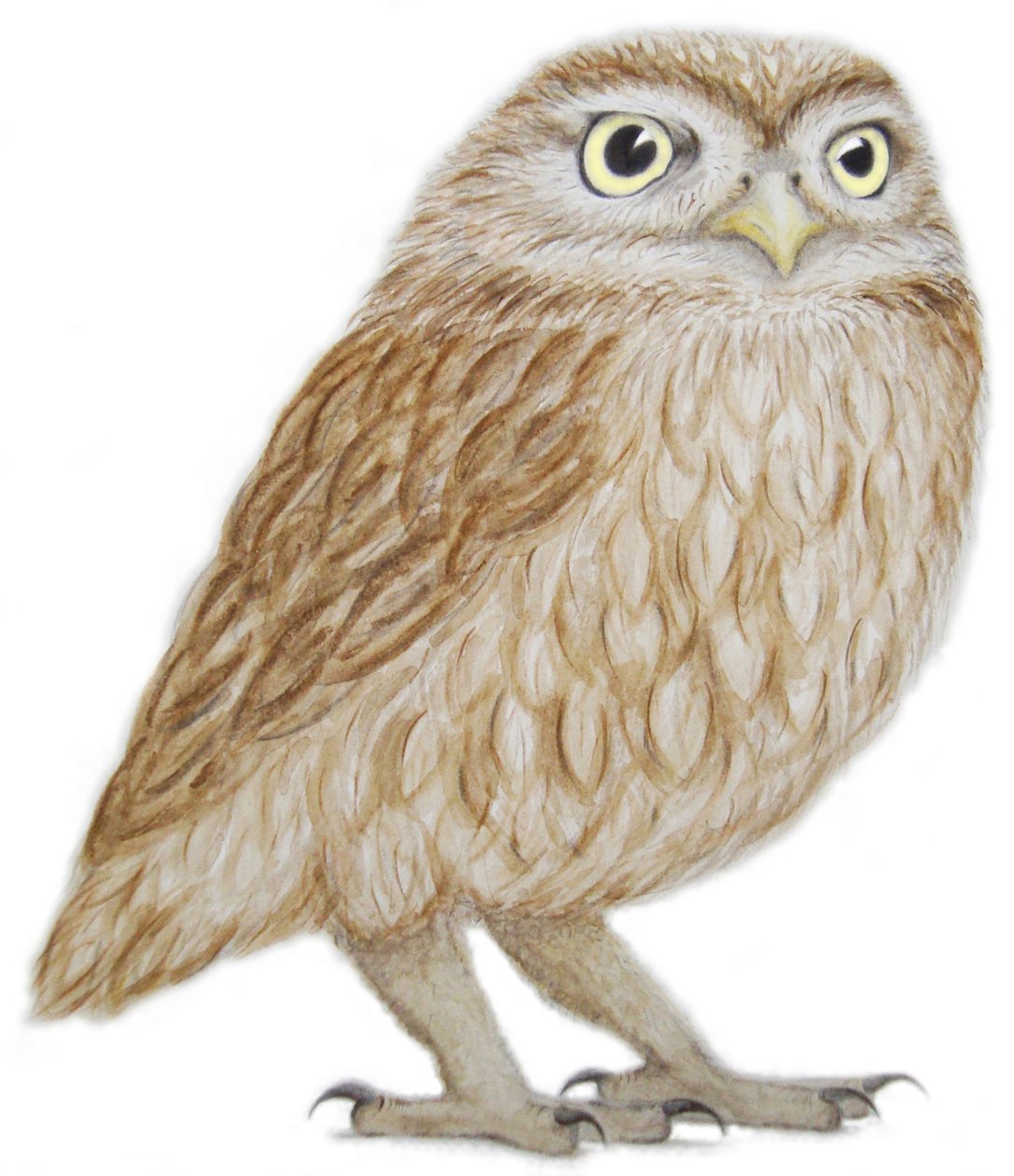 Little Owl, 2011 (akvarel og blyant på papir) af Eleanor Grafton