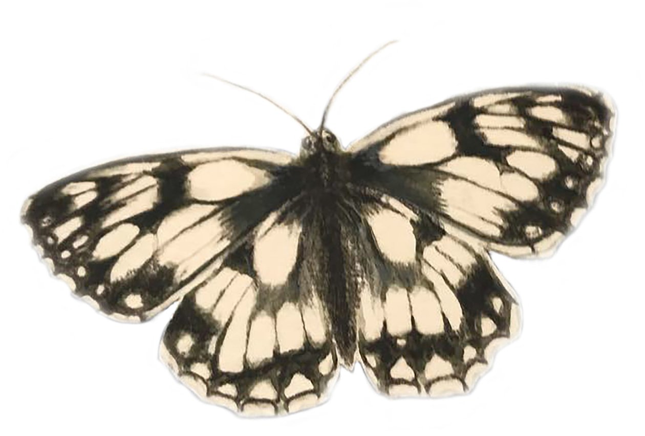 Marmoreret hvid sommerfugl, 2019 (akvarelmaling og blyant) af Eleanor Grafton