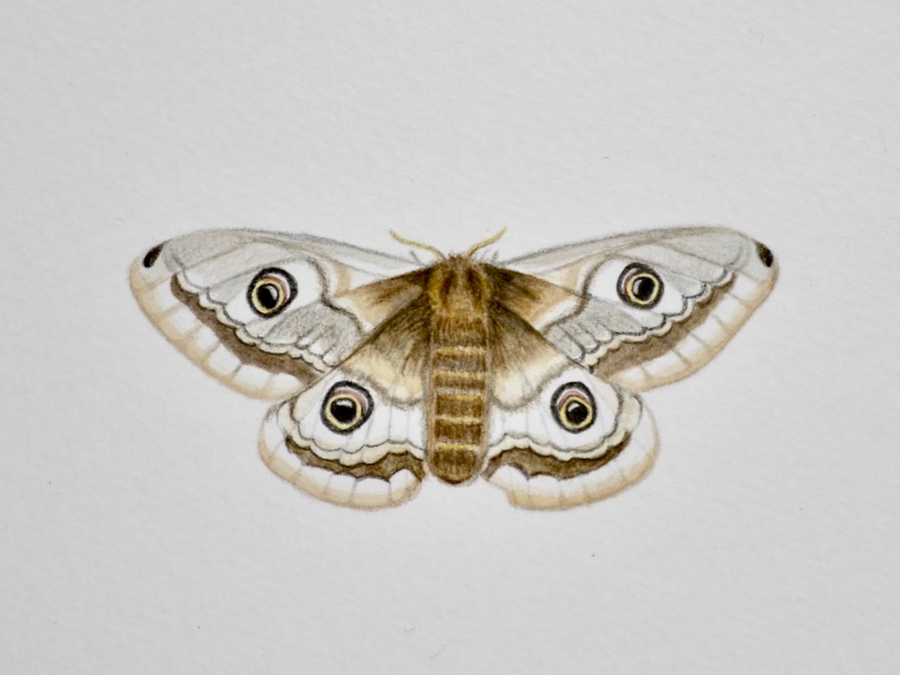 Moth, 2019 (akvarelmaling og blyant) af Eleanor Grafton