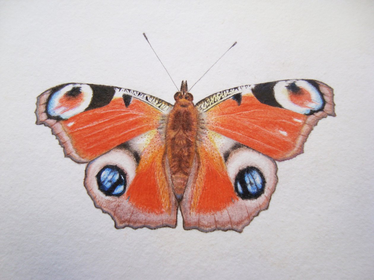 Peacock Butterfly, 2012 (akvarel og blyant) af Eleanor Grafton