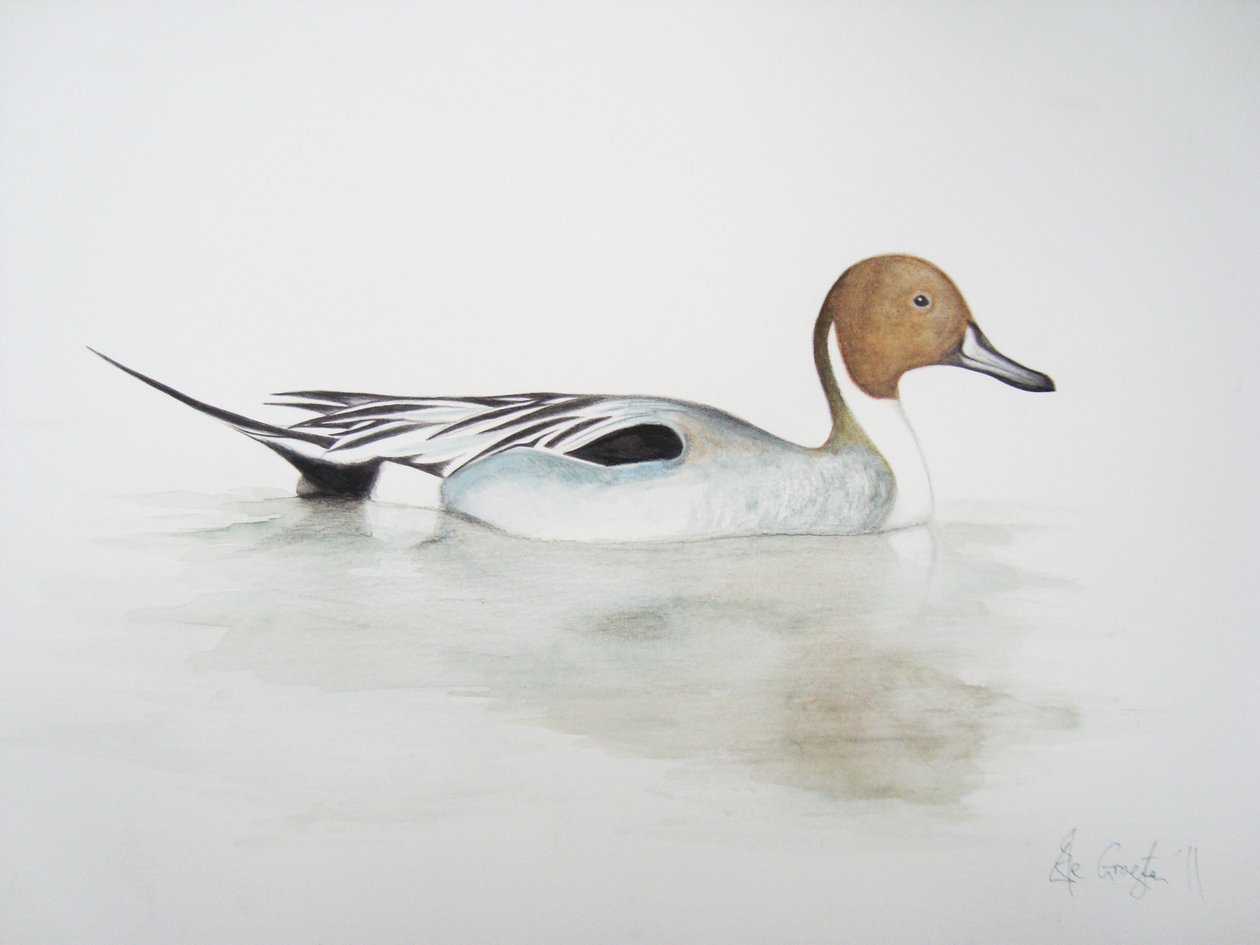 Pintail Duck, 2011 (akvarel og blyant) af Eleanor Grafton