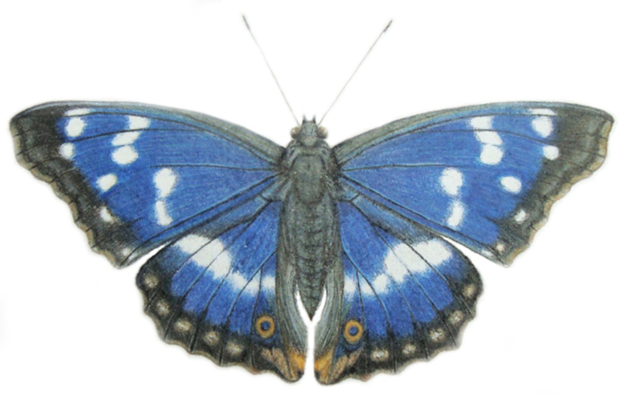 Purple Emperor, 2012 (akvarel og blyant på papir) af Eleanor Grafton