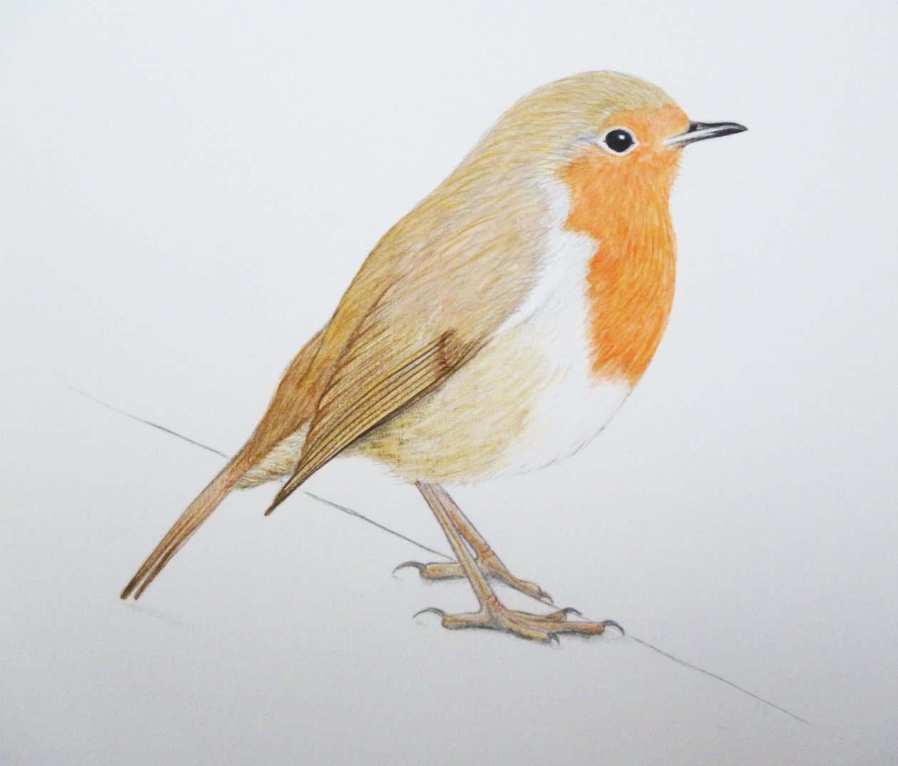 Robin, 2011 (akvarel og blyant) af Eleanor Grafton