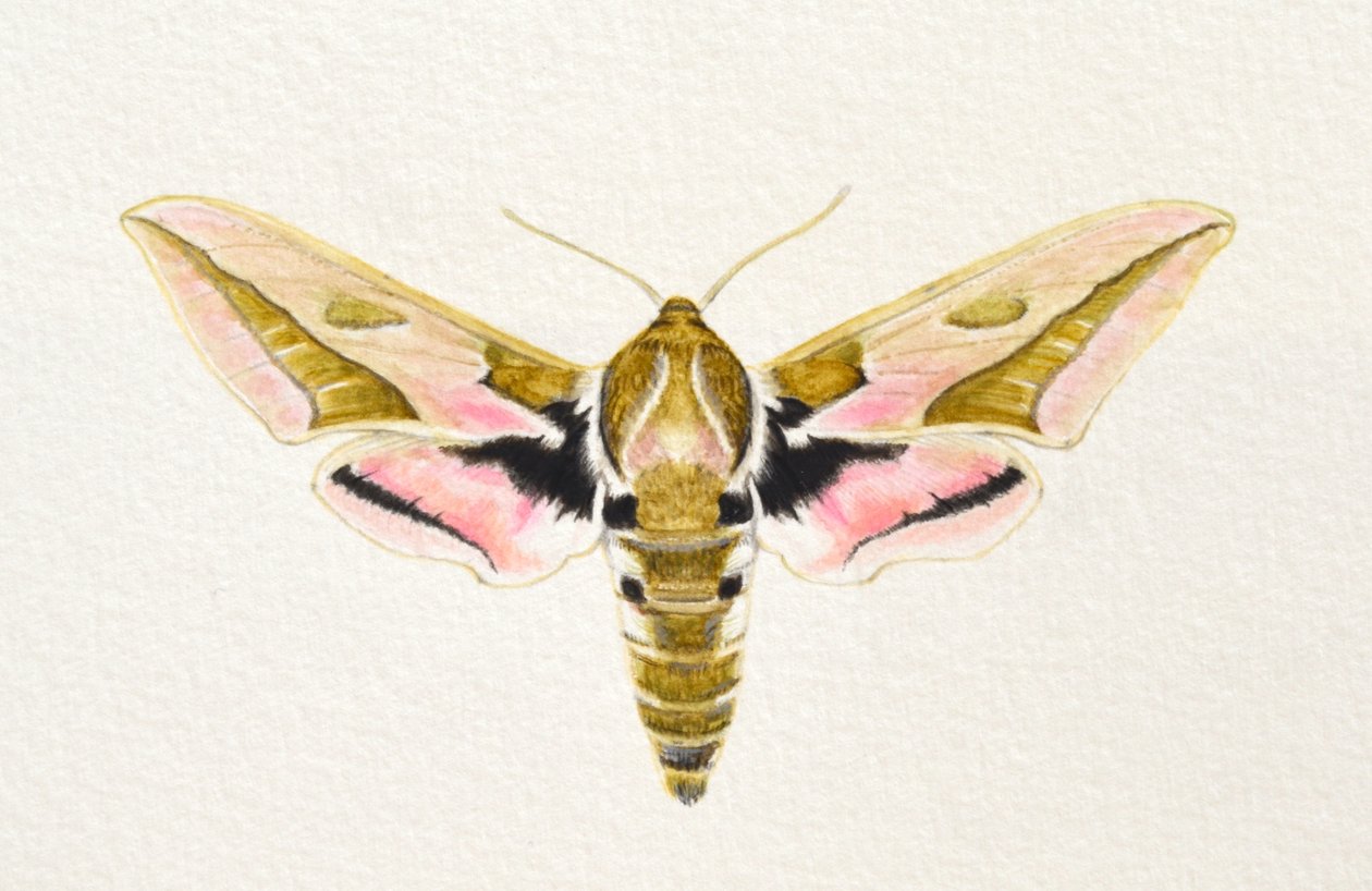 Spurge Hawk Moth, 2023 (akvarel) af Eleanor Grafton