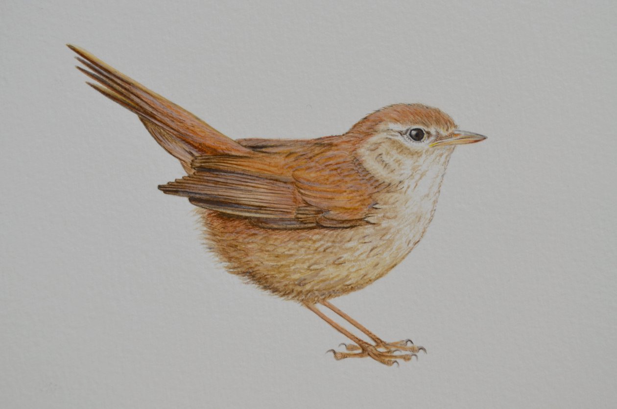 Warbler, 2023 af Eleanor Grafton