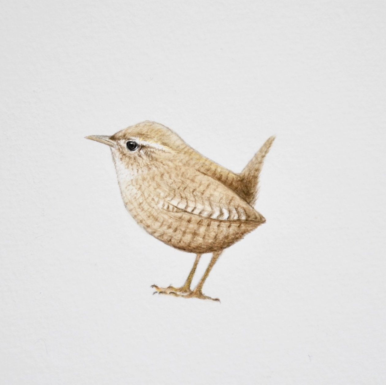 Wren, 2019 (akvarel og blyant) af Eleanor Grafton