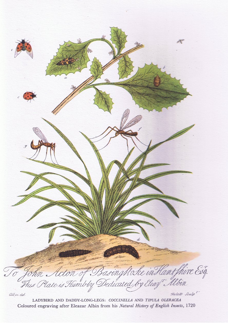 Lady Bird og Daddy Long Legs: Coccinella og Tipula Oleracea (farve litho) af Eleazar (after) Albin