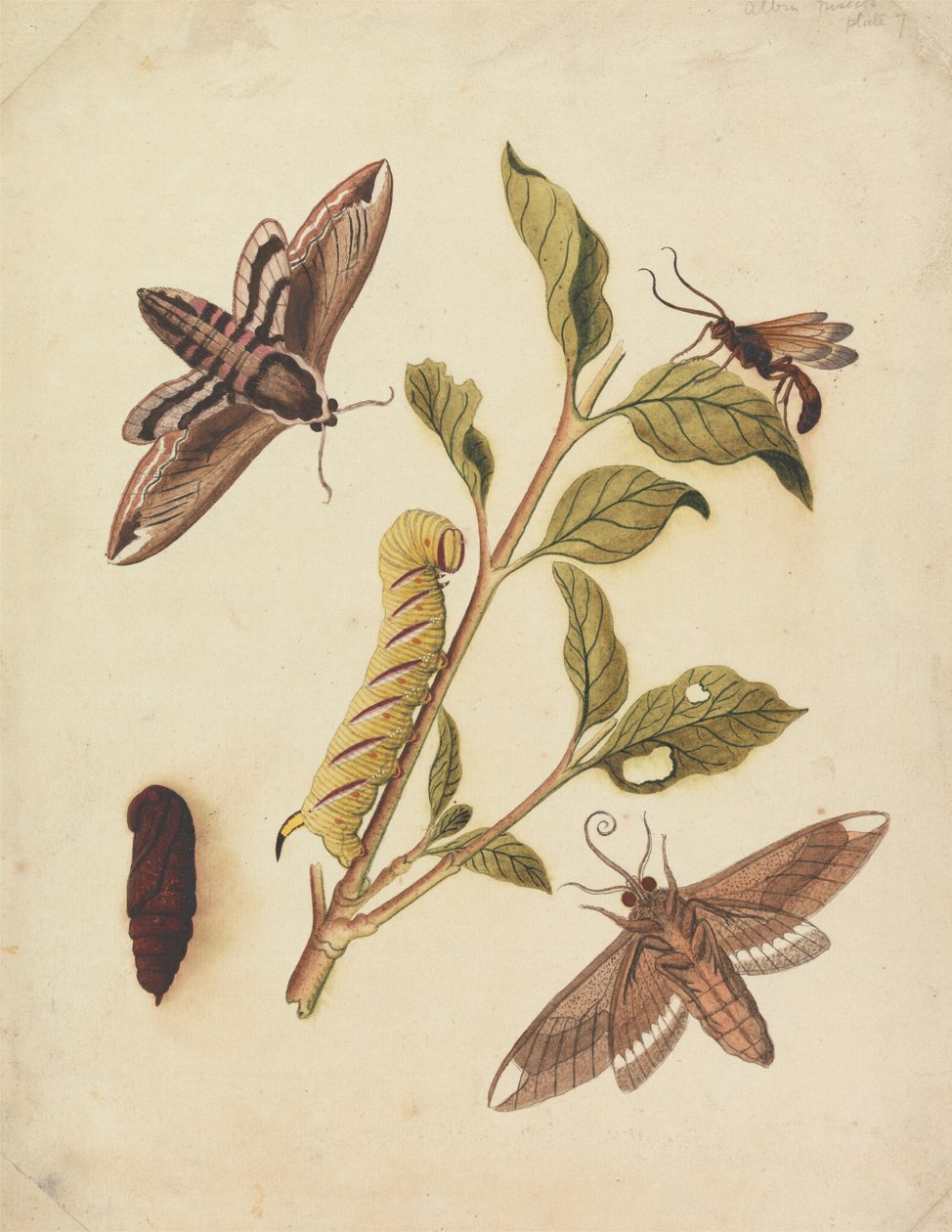 Liguster Hawk Moths og Callajoppa Exaltatoria af Eleazar Albin