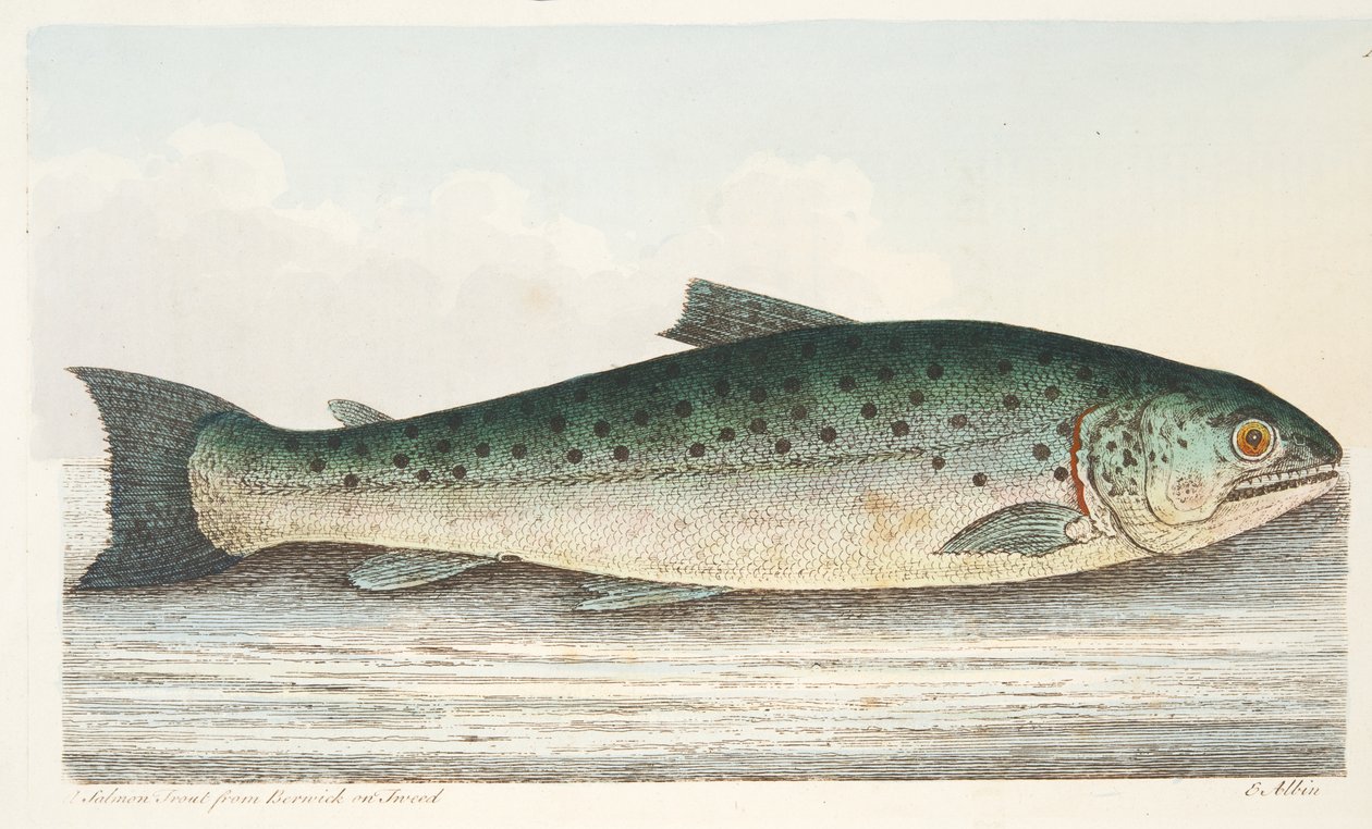 Lakseørred fra Berwick on Tweed, fra A Treatise on Fish and Fish-damme, pub. 1832 (håndfarvet gravering) af Eleazar Albin