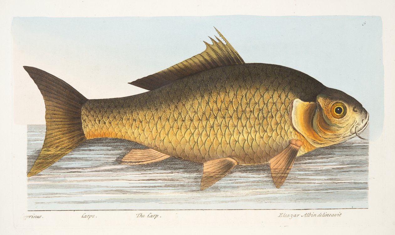 The Carp, fra A Treatise on Fish and Fish-damme, pub. 1832 (håndfarvet gravering) af Eleazar Albin