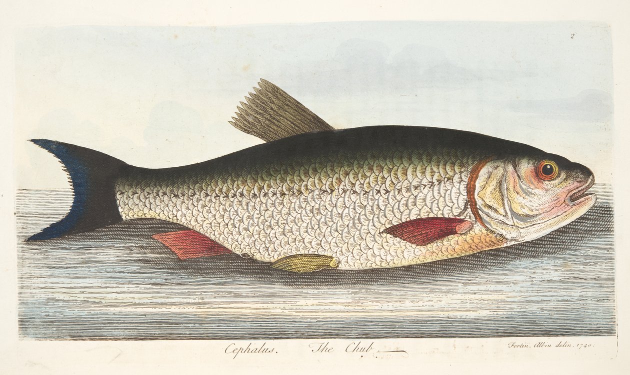 The Chub, fra A Treatise on Fish and Fish-damme, pub. 1832 (håndfarvet gravering) af Eleazar Albin