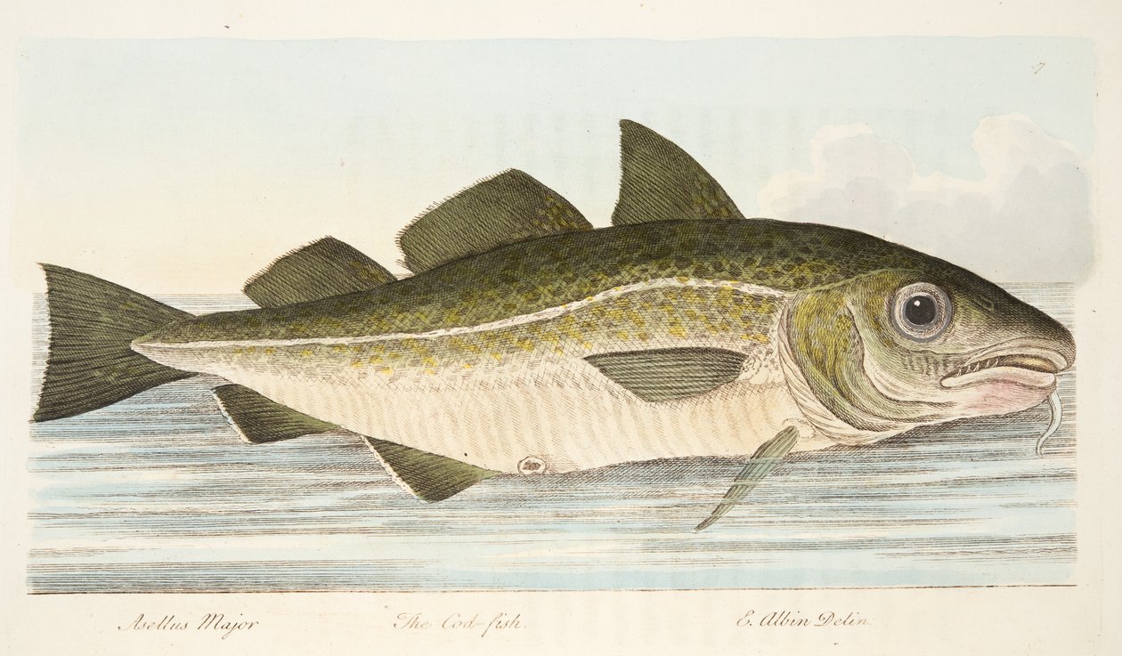The Cod Fish, fra A Treatise on Fish and Fish-damme, pub. 1832 (håndfarvet gravering) af Eleazar Albin