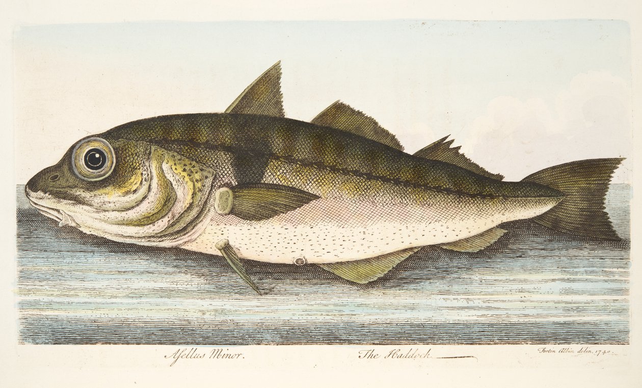 The Haddock, fra A Treatise on Fish and Fish-damme, pub. 1832 (håndfarvet gravering) af Eleazar Albin