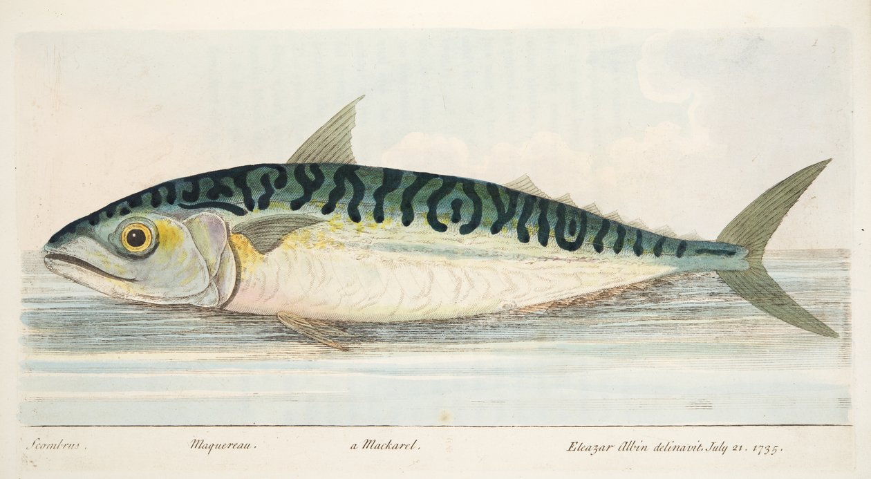 Makrellen, fra A Treatise on Fish and Fish-damme, pub. 1832 (håndfarvet gravering) af Eleazar Albin