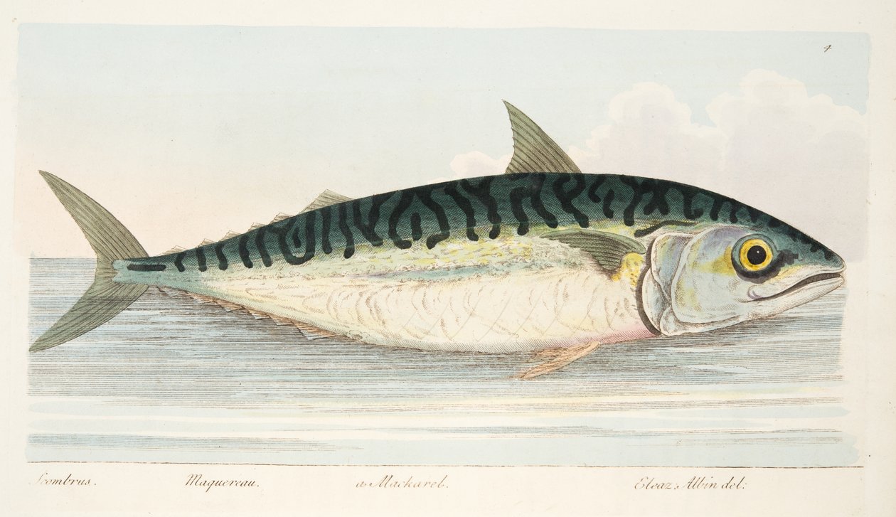 Makrellen, fra A Treatise on Fish and Fish-damme, pub. 1832 (håndfarvet gravering) af Eleazar Albin
