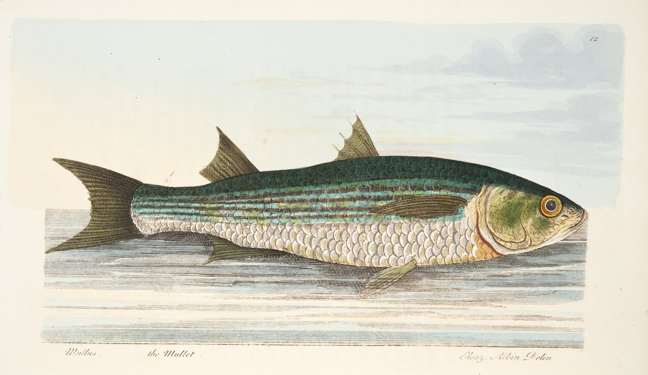 The Mullet, fra A Treatise on Fish and Fish-damme, pub. 1832 (håndfarvet gravering) af Eleazar Albin