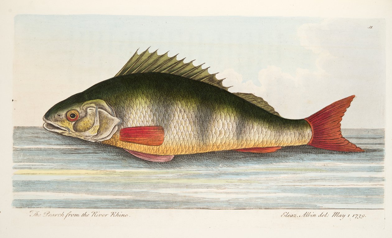 Aborren fra floden Rhinen, fra A Treatise on Fish and Fish-damme, pub. 1832 (håndfarvet gravering) af Eleazar Albin