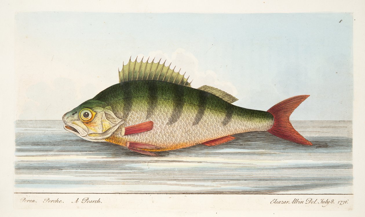 The Perch, fra A Treatise on Fish and Fish-damme, pub. 1832 (håndfarvet gravering) af Eleazar Albin