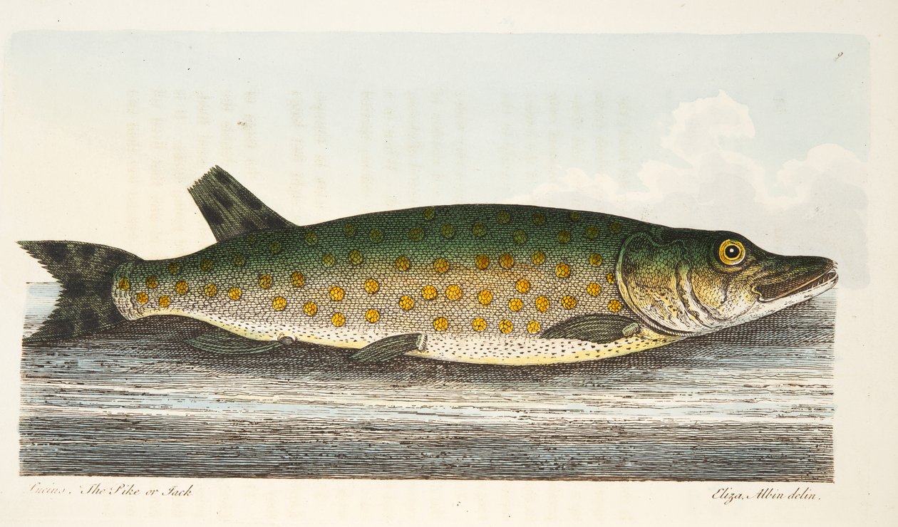 The Pike, fra A Treatise on Fish and Fish-damme, pub. 1832 (håndfarvet gravering) af Eleazar Albin